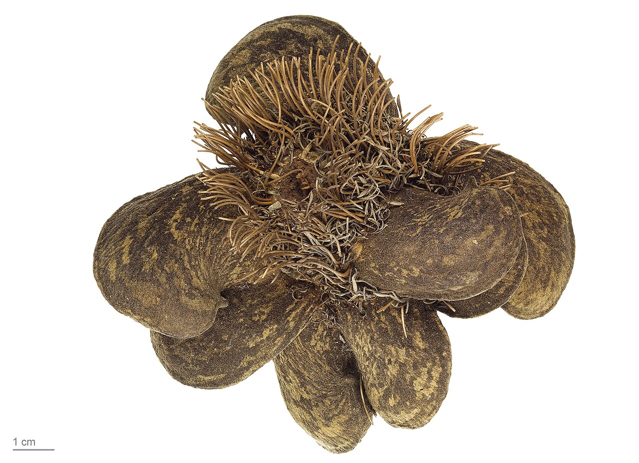 Propeller banksia: Propeller Banksia , fruits and seeds