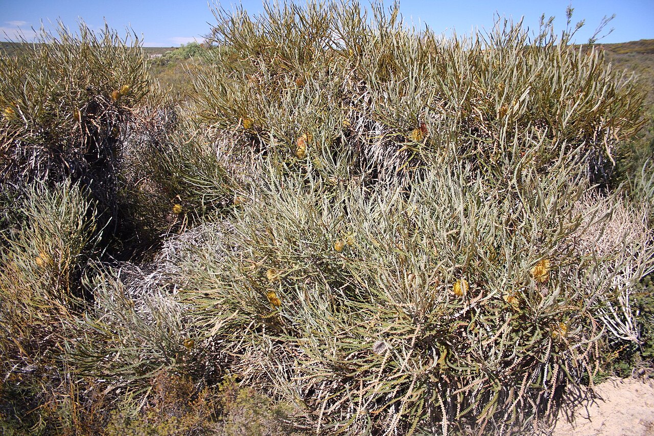 Propeller banksia: Banksia candolleana habit Wotto Nature Reserve