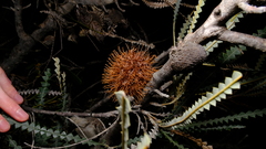 Propeller banksia (Banksia candolleana)