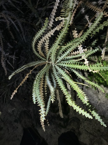 Propeller banksia (Banksia candolleana)