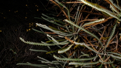 Propeller banksia (Banksia candolleana)