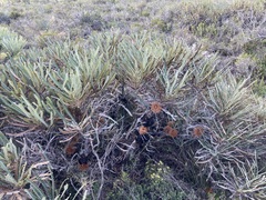 Propeller banksia (Banksia candolleana)