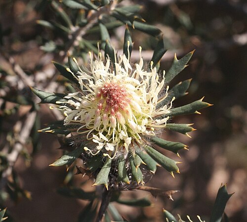 Banksia carlinoides: Banksia carlinoides near Hill River, Western Australia