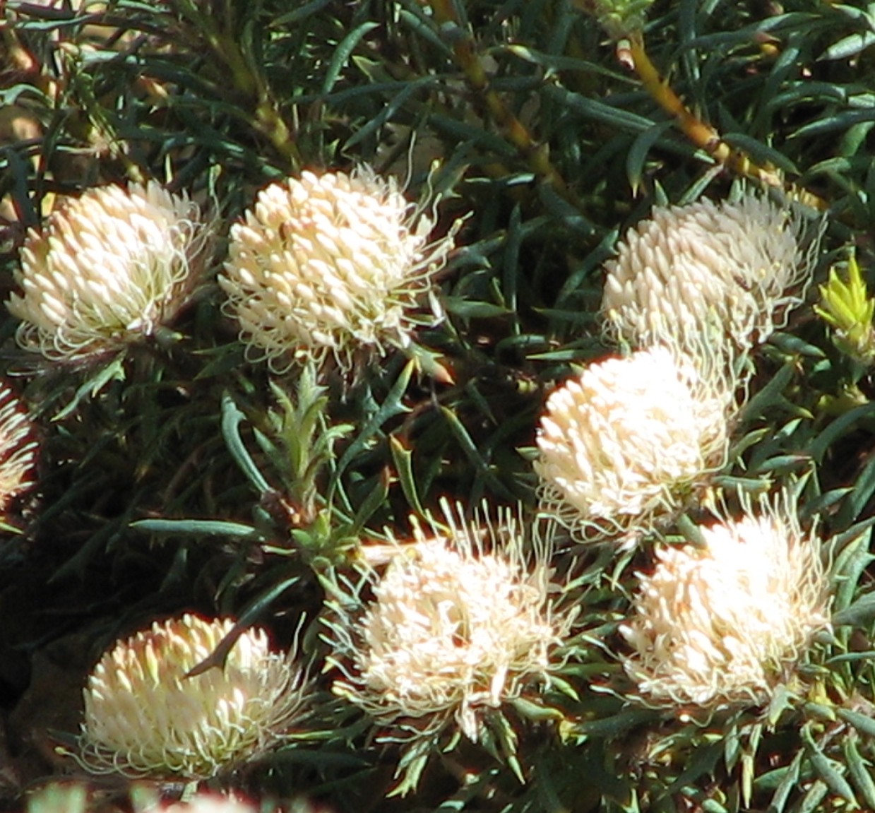 Banksia carlinoides: Banksia carlinoides (labelled as Dryandra carlinoides ), Australian Garden, Royal Botanic Gardens Cranbourne, Victoria, Australia