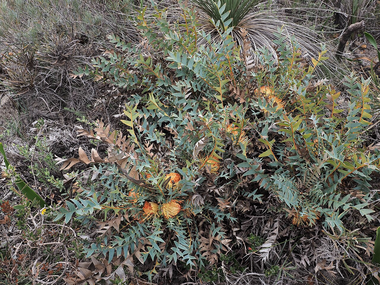 Banksia catoglypta: The species is characterised by large, bluish, deeply dissected leaves and yellow inflorescences with red center when in bud