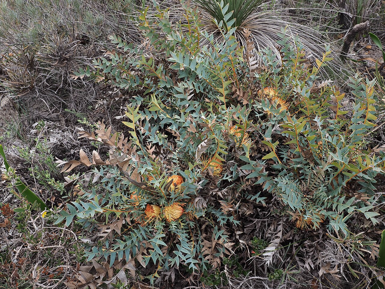 Banksia catoglypta: Banksia catoglypta is characterised by large, deeply dissected blueish foliage and large golden-yellow inflorescences with deep red center when in bud. Inflores