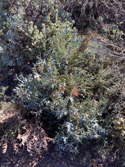 Banksia catoglypta (Banksia catoglypta)