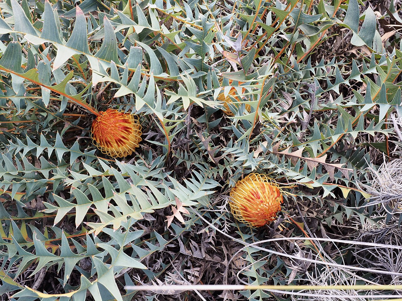 Banksia catoglypta: Banksia catoglypta inflorescences in bud