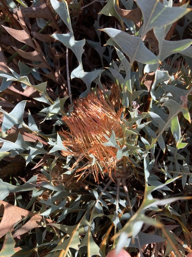Banksia catoglypta (Banksia catoglypta)