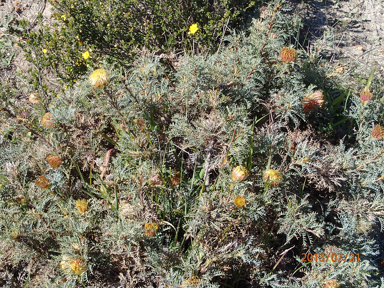 Banksia catoglypta: Banksia catoglypta near Dandragan, Western Australia
