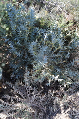 Banksia catoglypta (Banksia catoglypta)