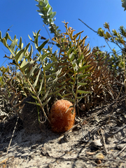 Banksia chamaephyton (Banksia chamaephyton)