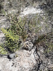 Banksia chamaephyton (Banksia chamaephyton)