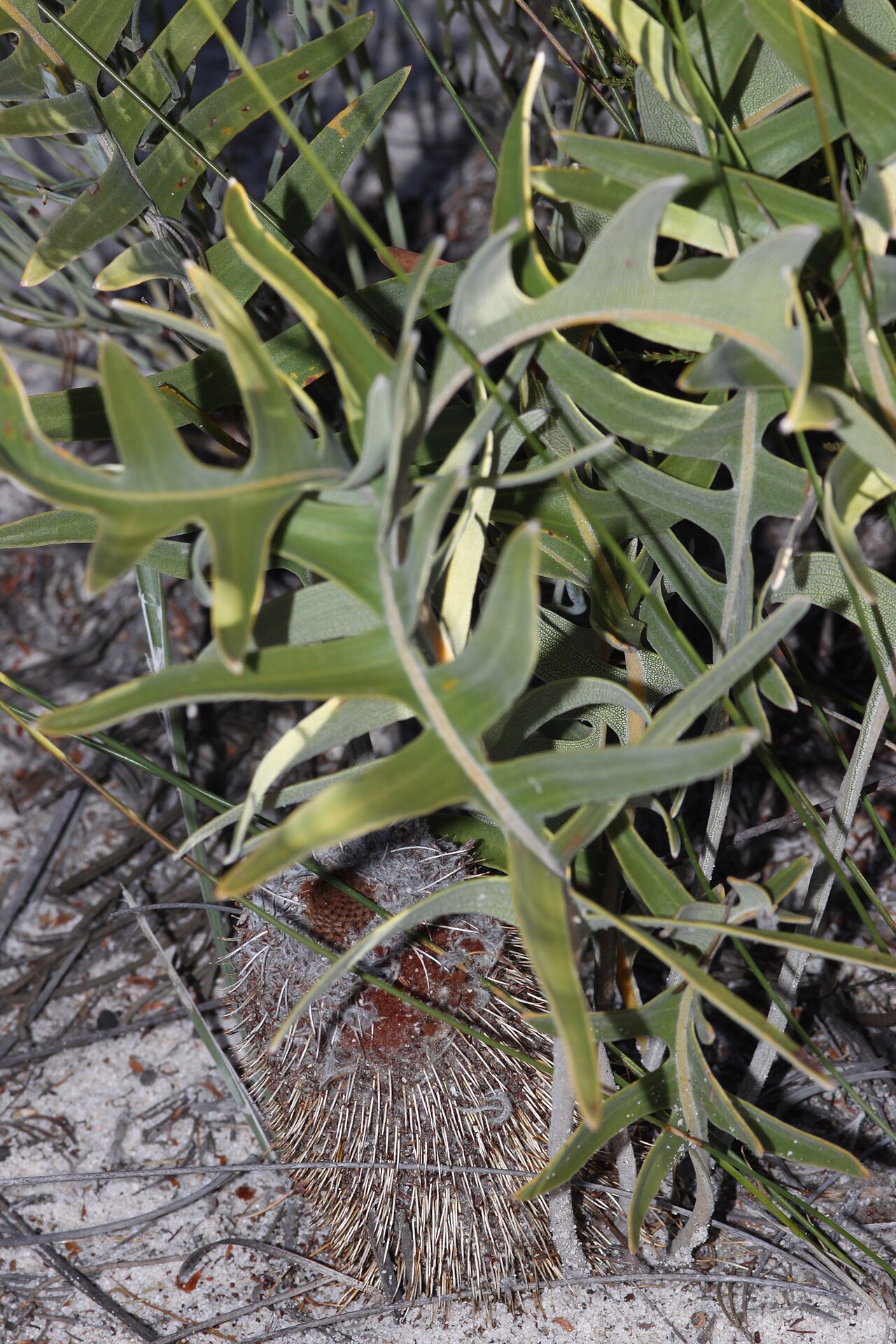 Banksia chamaephyton (Banksia chamaephyton)