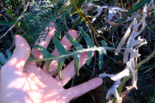 Banksia chamaephyton (Banksia chamaephyton)
