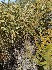 Banksia chamaephyton (Banksia chamaephyton)