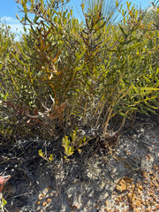 Banksia chamaephyton (Banksia chamaephyton)