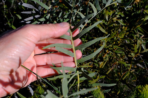 Banksia chamaephyton (Banksia chamaephyton)