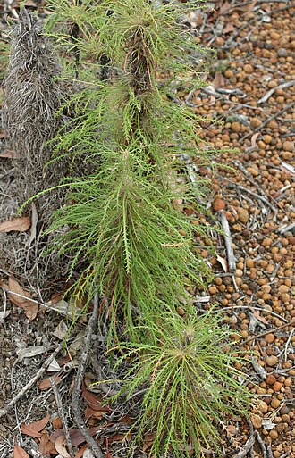 Banksia columnaris: Dryandra columnaris at Dryandra Woodland, about 150km sou-soueast of Perth.