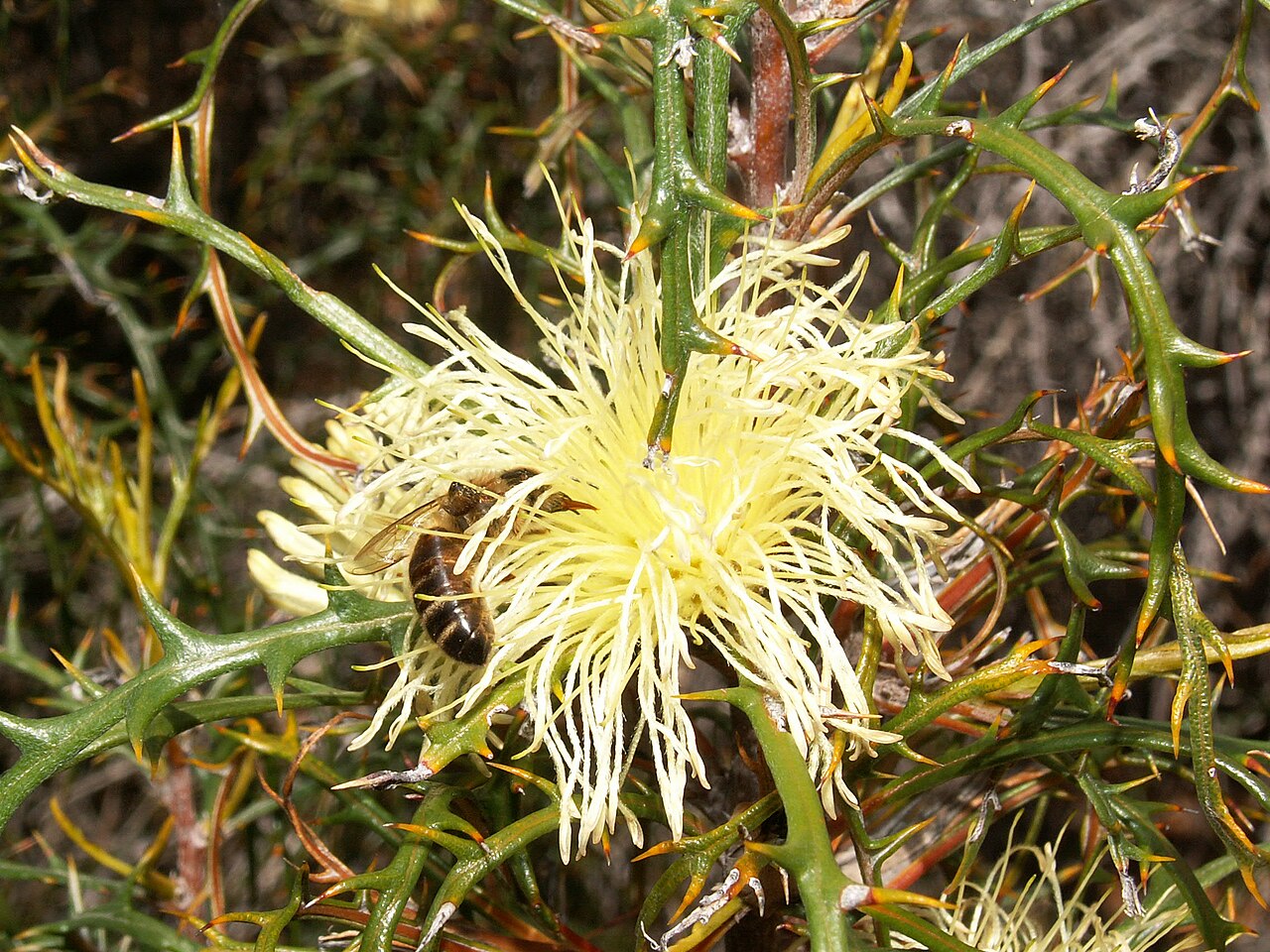 Banksia comosa: Banksia comosa near the Mt. Matilda Trail, Wongan Hills