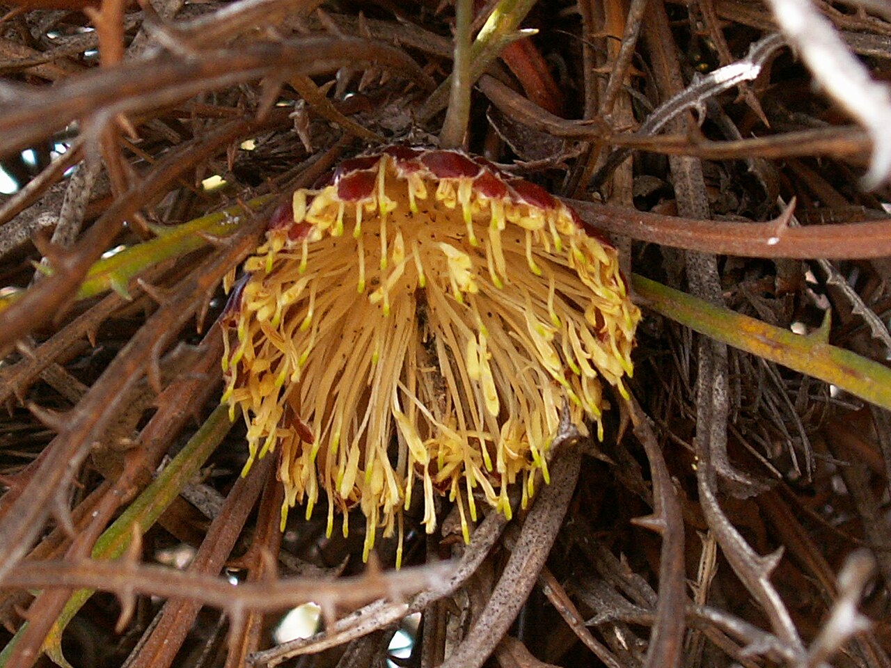 Banksia comosa: Banksia comosa growing near Mount Matilda.