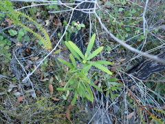 Banksia concinna (Banksia concinna)