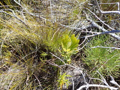 Banksia concinna (Banksia concinna)