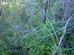 Banksia concinna (Banksia concinna)
