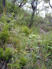 Banksia concinna (Banksia concinna)