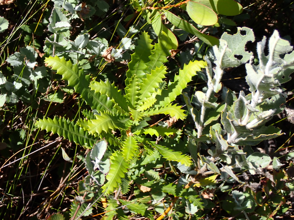 Banksia concinna (Banksia concinna)