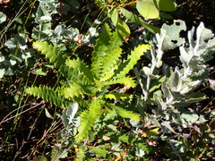 Banksia concinna (Banksia concinna)