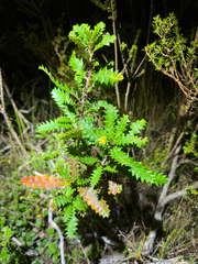 Banksia concinna (Banksia concinna)