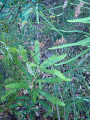 Banksia concinna (Banksia concinna)