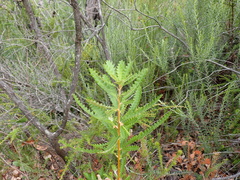 Banksia concinna (Banksia concinna)