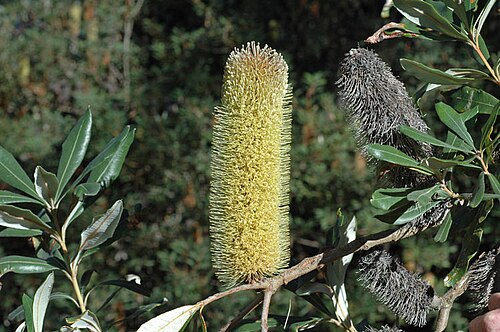 Banksia conferta: Banksia conferta in the Australian National Botanic Gardens