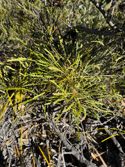 Banksia corvijuga (Banksia corvijuga)