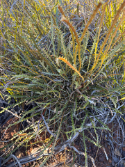 Banksia corvijuga (Banksia corvijuga)