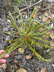 Banksia corvijuga (Banksia corvijuga)