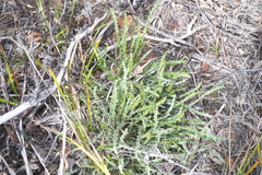 Banksia corvijuga (Banksia corvijuga)