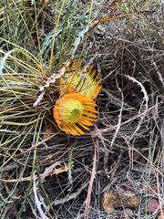 Banksia corvijuga (Banksia corvijuga)