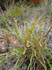 Banksia corvijuga (Banksia corvijuga)