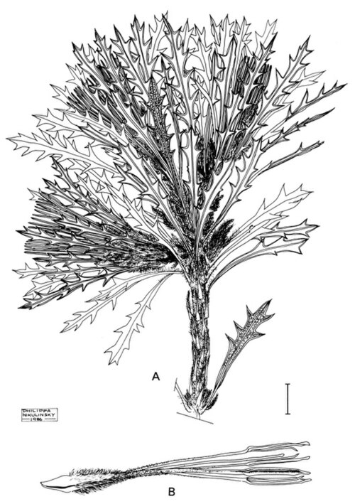Banksia cynaroides: Illustration of the inflorescence and subtending leaves of Banksia cynaroides