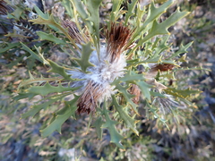 Banksia cynaroides (Banksia cynaroides)