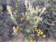 Banksia cynaroides (Banksia cynaroides)