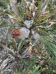 Banksia cynaroides (Banksia cynaroides)