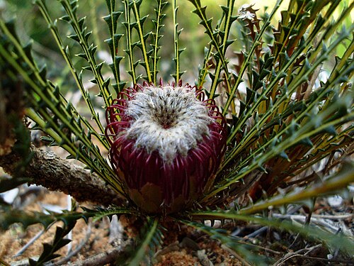Banksia dallanneyi: I believe it to be Banksia dallanneyi, previously Dryandra lindleyana.