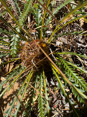 Banksia dallanneyi (Banksia dallanneyi)