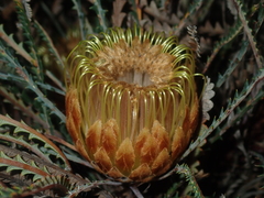 Banksia dallanneyi (Banksia dallanneyi)