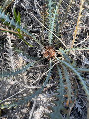 Banksia dallanneyi (Banksia dallanneyi)