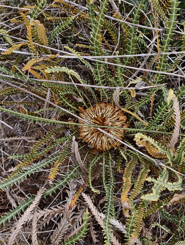 Banksia dallanneyi (Banksia dallanneyi)